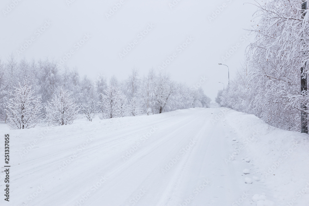 Scenic image of spruces trees. Frosty day, calm wintry scene. Location Russia. Great picture of wild area. Tourism or Christmas concept. Scenic image of spruces trees. Frosty day, calm wintry scene. Location Russia. Great picture of wild area. Tourism or Christmas concept.