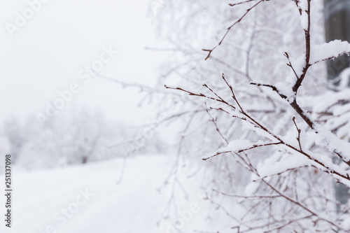 winter background, snow on the branches of a tree in a sunny day