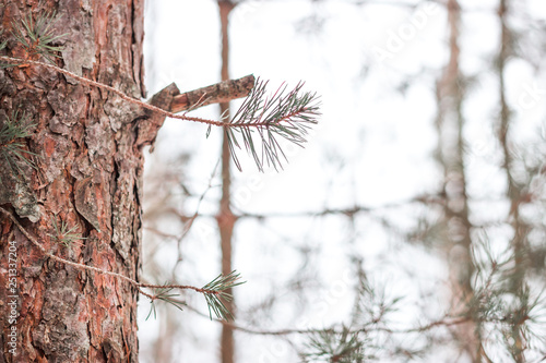 Pine branch close up with needles in winter bokeh