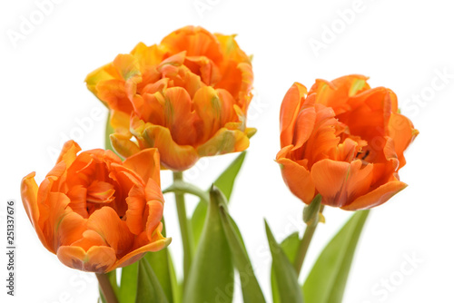Three beautiful orange tulips on white background Close side view photo