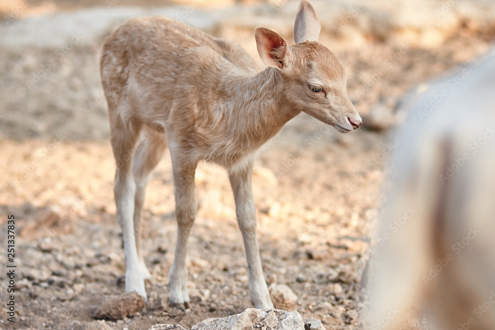 fawn walks on a Sunny summer day. fawn walks on a Sunny summer day.