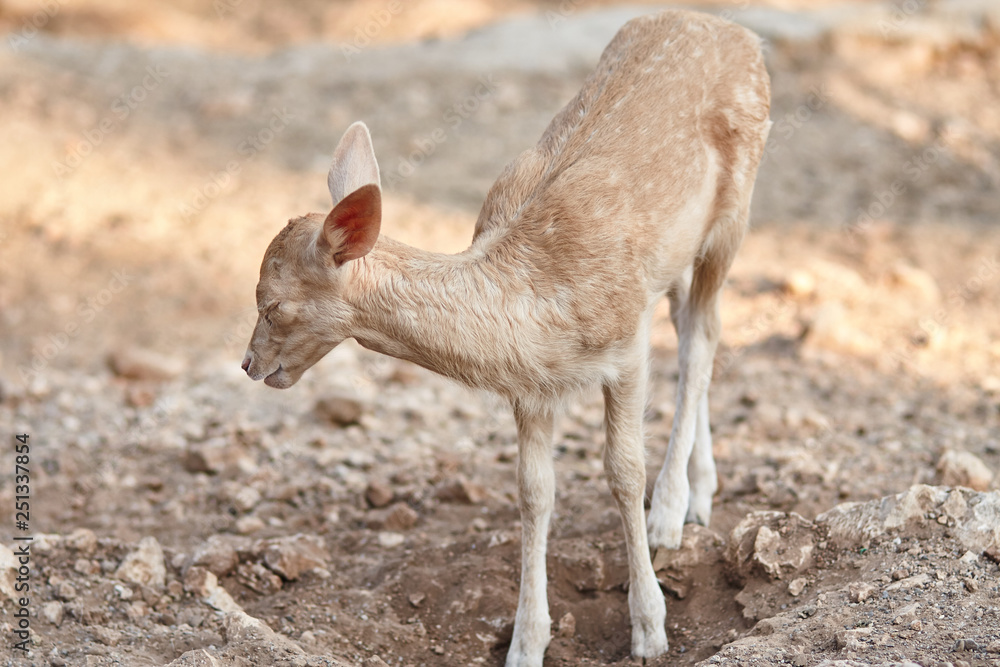 Fototapeta premium fawn walks on a Sunny summer day.