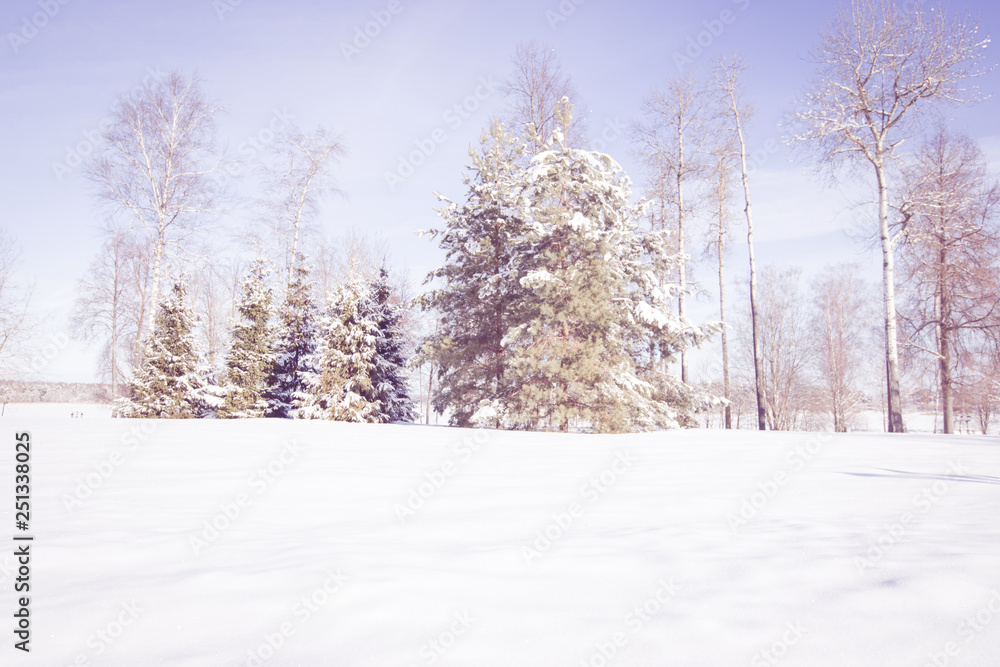 Scenic image of spruces trees. Frosty day, calm wintry scene. Location Russia. Great picture of wild area. Tourism or Christmas concept. Scenic image of spruces trees. Frosty day, calm wintry scene. Location Russia. Great picture of wild area. Tourism or Christmas concept.
