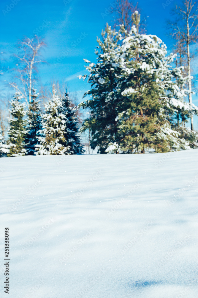 Scenic image of spruces trees. Frosty day, calm wintry scene. Location Russia. Great picture of wild area. Tourism or Christmas concept. Scenic image of spruces trees. Frosty day, calm wintry scene. Location Russia. Great picture of wild area. Tourism or Christmas concept.