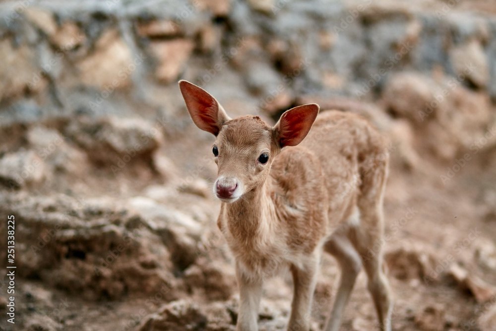 Fototapeta premium fawn walks on a Sunny summer day.