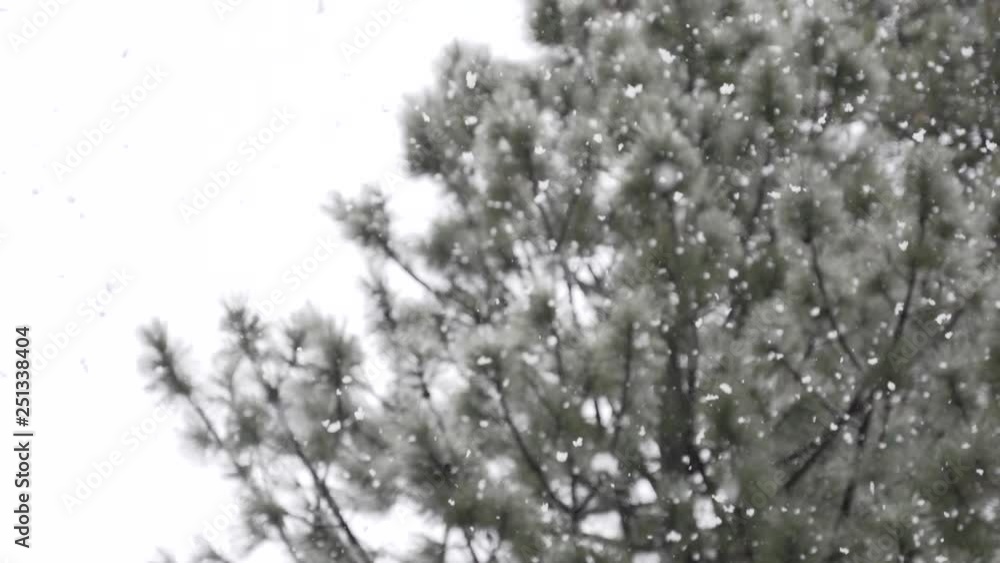Snow Falling in slow-motion Snow Falling in slow-motion