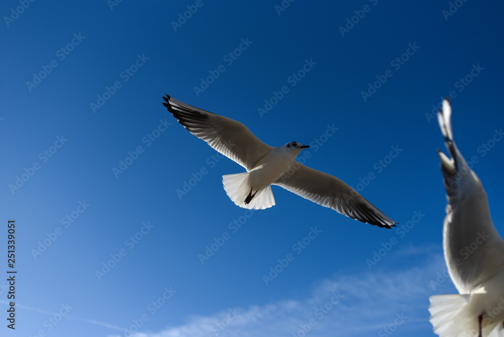 Obraz premium Gulls flying in the blue sky. Gulls flying in the blue sky.