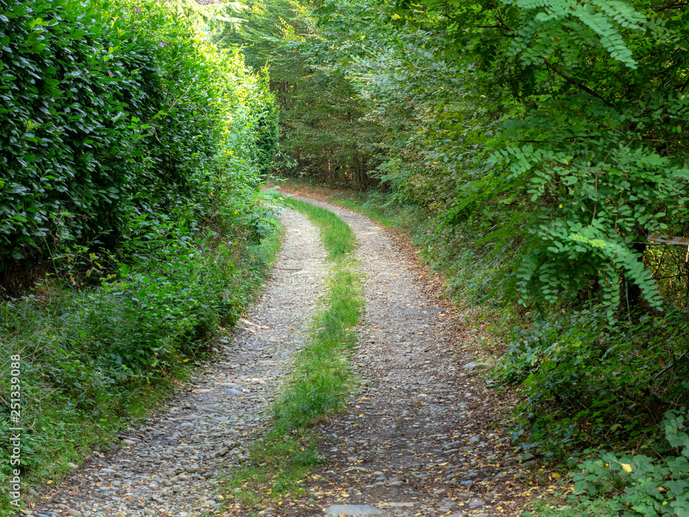 Road in the forest near Montevecchia Road in the forest near Montevecchia