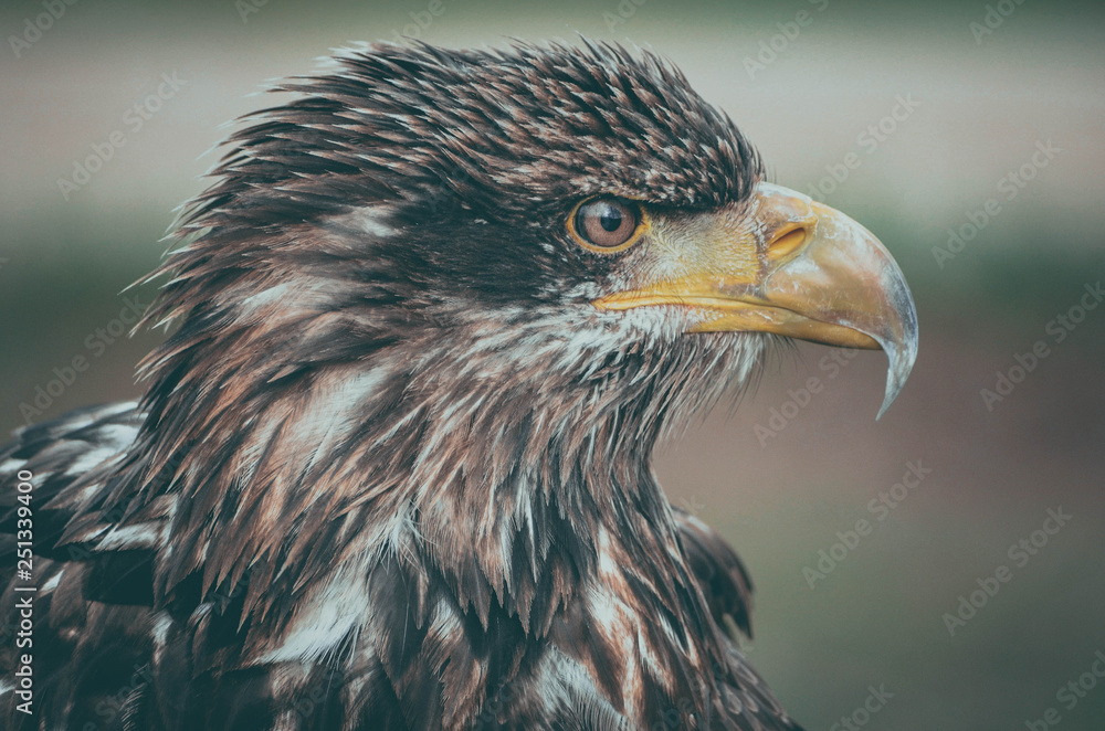 Obraz premium Spectacular portrait of an American eagle perched. Animal