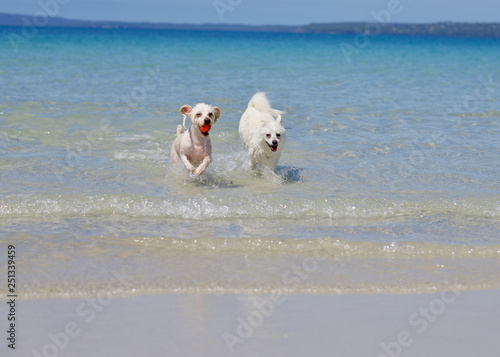 dog friends at the beach © fluffvswild