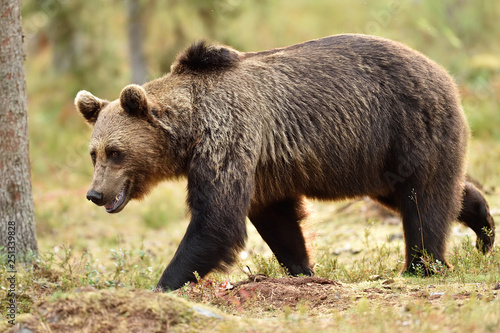 walking bear in forest