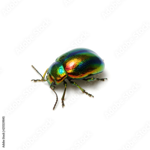 Green beetle isolated on white © Alekss