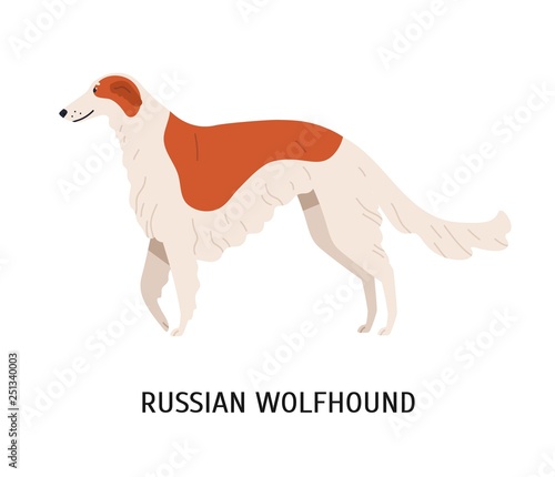 Russian wolfhound or Borzoi