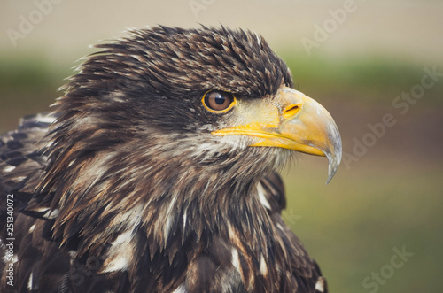  Spectacular portrait of an American eagle perched. Animal