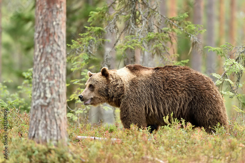 bear in summer forest