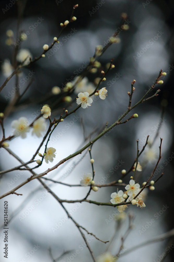 白梅の花と蕾 白梅の花と蕾