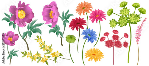 Vector garden flowers isolated on white background set.