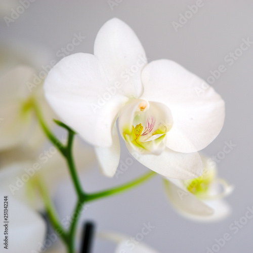 fleur d orchid  e blanche sur branche