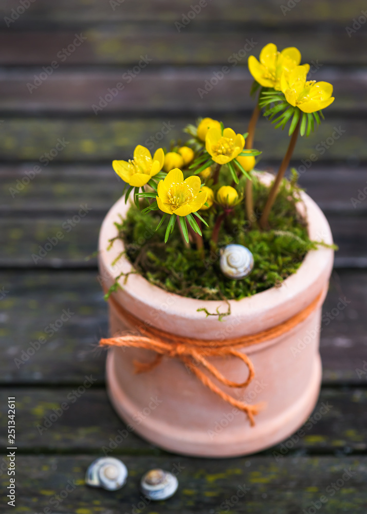  Winter aconite flowers in a terracotta pot. The first signs of spring. Selective soft focus. (Eranthis hyemalis)