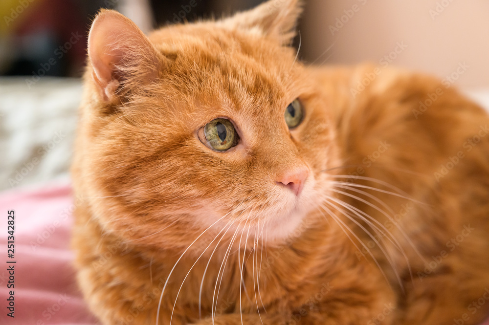 Adorable red cat. Selective focus. Adorable red cat. Selective focus.