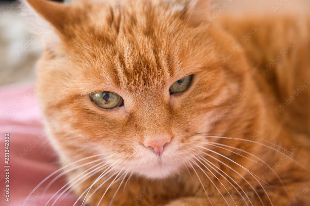 Adorable red cat. Selective focus on nose.