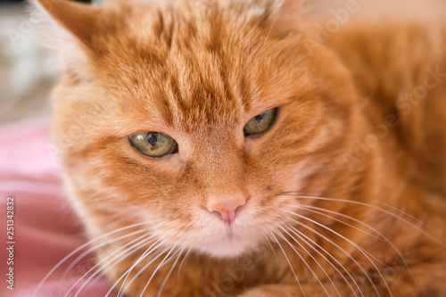 Adorable red cat. Selective focus on nose.