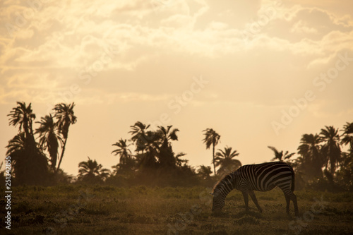 Beautiful sunset with zebras