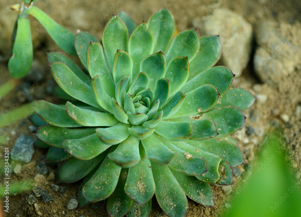 Mini Cactus plant. Selective focus and shallow depth of field. Mini Cactus plant. Selective focus and shallow depth of field.