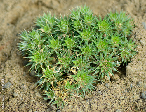 Mini Cactus plant. Selective focus and shallow depth of field. photo