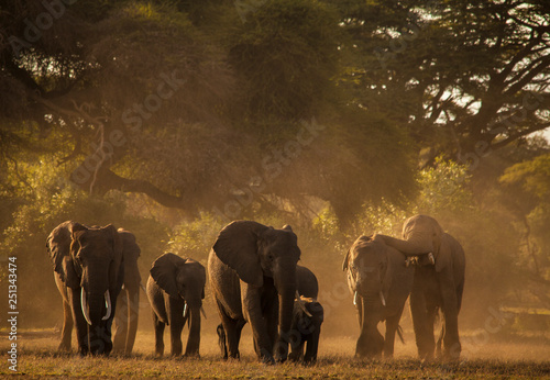 Photography Family of elephants on the move