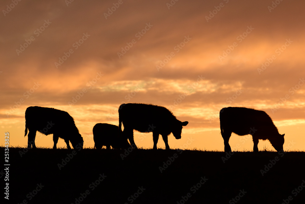 Steers fed with natural grass, Pampas, Argentina