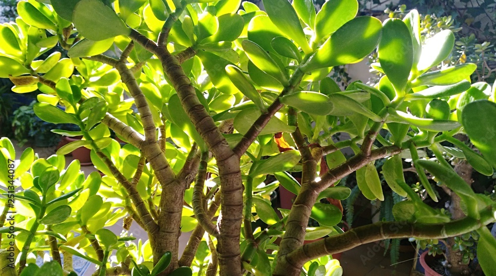 Obraz premium verde