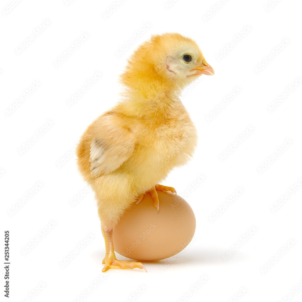 Fototapeta premium chick and egg isolated on a white