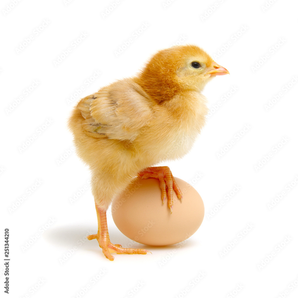 Fototapeta premium egg and chicken