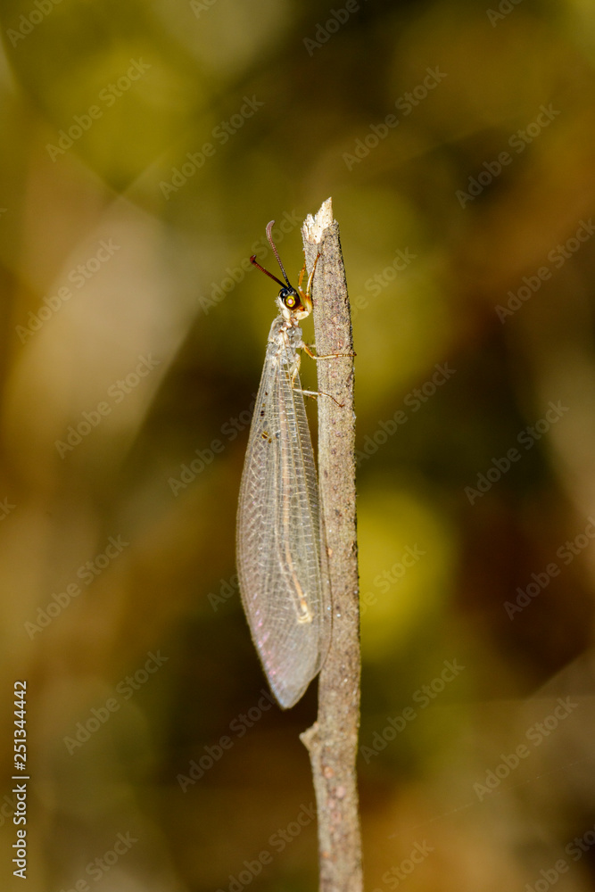Image of an antlion on branch on a natural background. Insect, Animal. Image of an antlion on branch on a natural background. Insect, Animal.