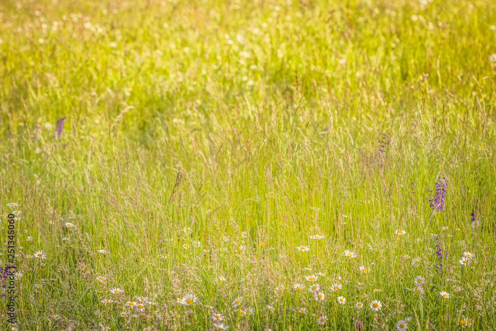 Summer meadow, green grass field and wildflowers in warm sunlight, nature background concept, soft focus, warm pastel tones.