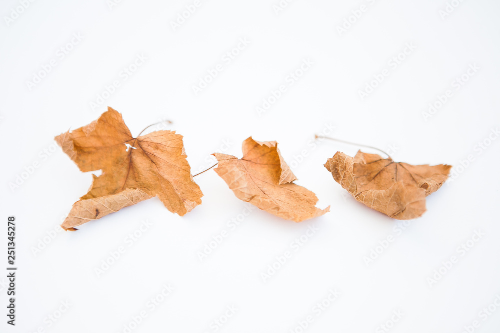 Dried yellow leaves Dried yellow leaves