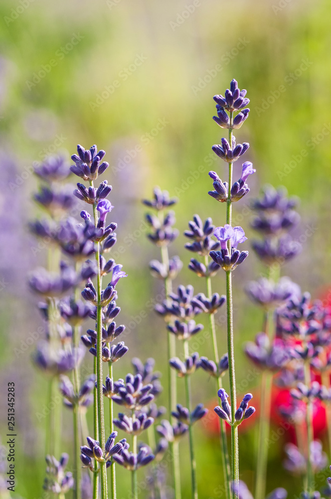 Lavender angustifolia, lavandula blossom in herb garden in morning sunlight Lavender angustifolia, lavandula blossom in herb garden in morning sunlight