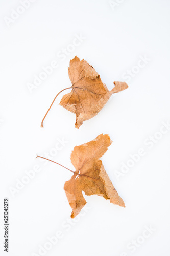 Dried yellow leaves