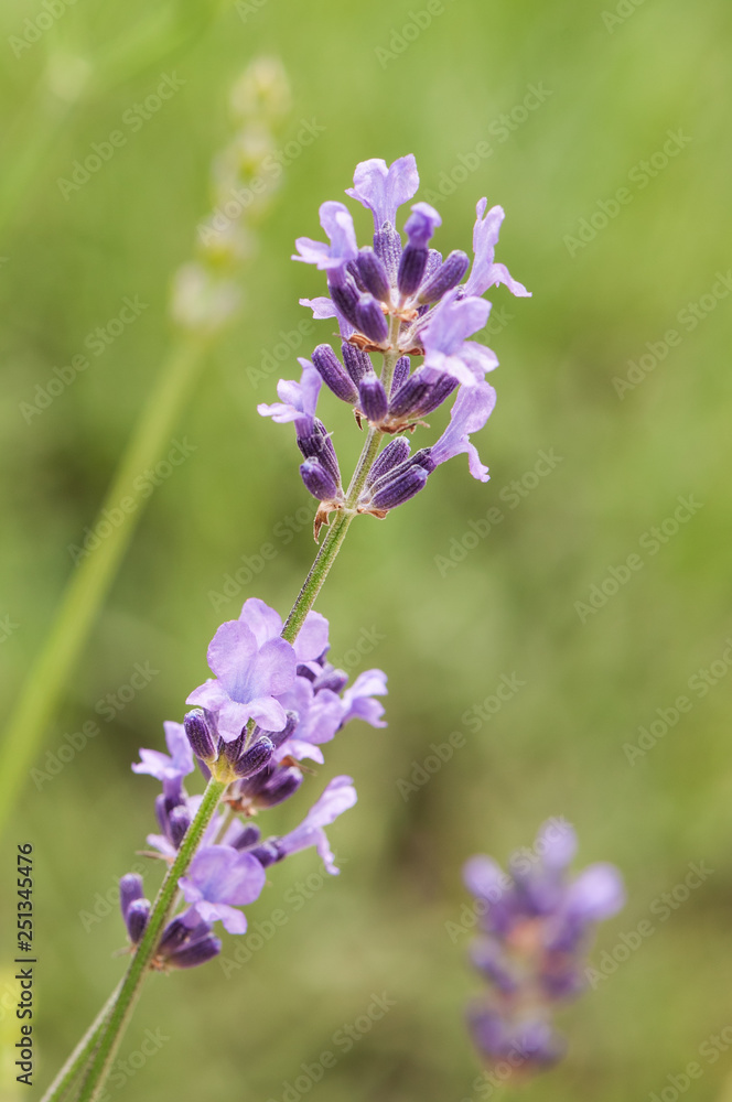Lavender angustifolia, lavandula blossom in herb garden Lavender angustifolia, lavandula blossom in herb garden