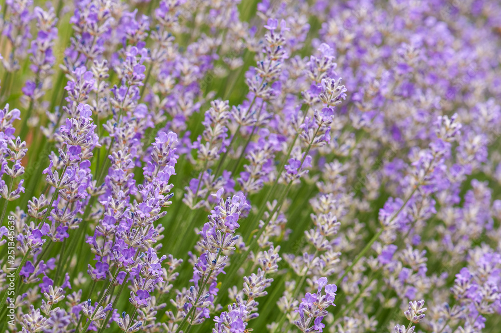 Lavender angustifolia, lavandula blossom in herb garden in morning sunlight Lavender angustifolia, lavandula blossom in herb garden in morning sunlight