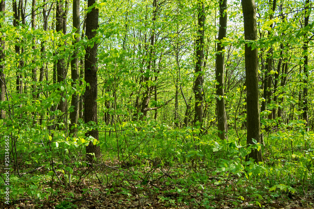 Forest trees. nature green wood sunlight backgrounds Forest trees. nature green wood sunlight backgrounds