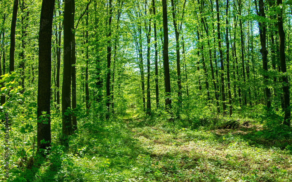Forest trees. nature green wood sunlight backgrounds Forest trees. nature green wood sunlight backgrounds