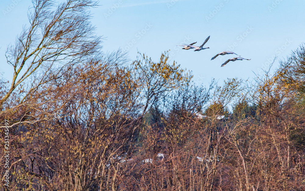 white swans flying over the forest early morning white swans flying over the forest early morning