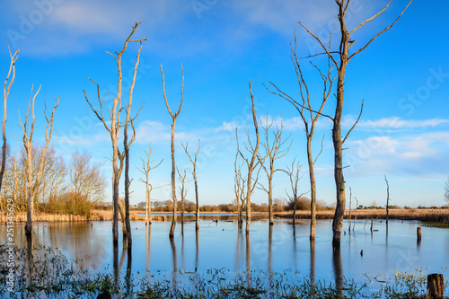 Fototapeta Naklejka Na Ścianę i Meble -  Drowned Trees at Arcot Pond, near Cramlington in Northumberland which is a Site of Special Scientific Interest, SSSI, and is relatively new arising from upwelling water in the 1960's