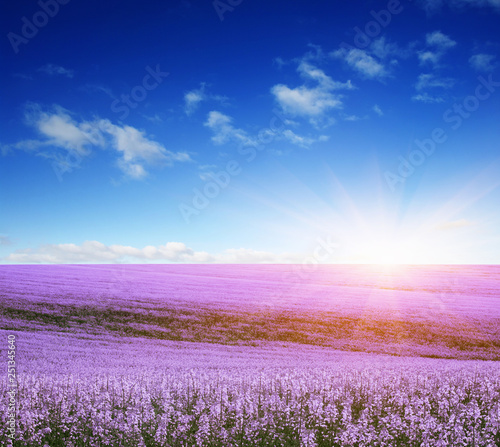 colorful flowers over blue sky