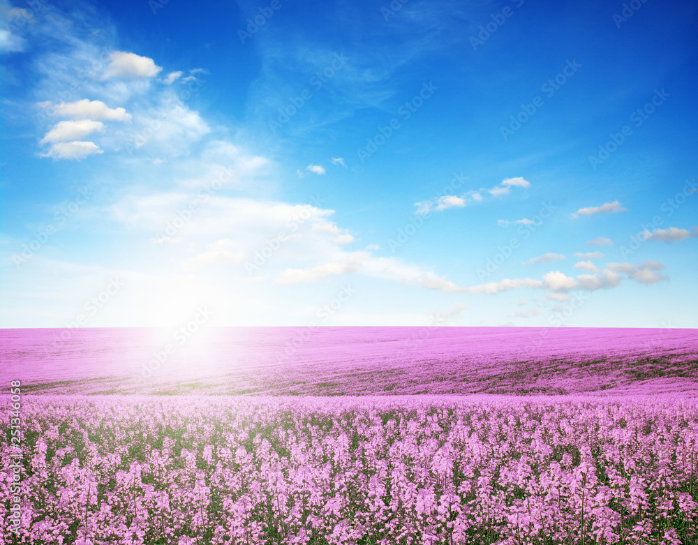 colorful flowers over blue sky colorful flowers over blue sky