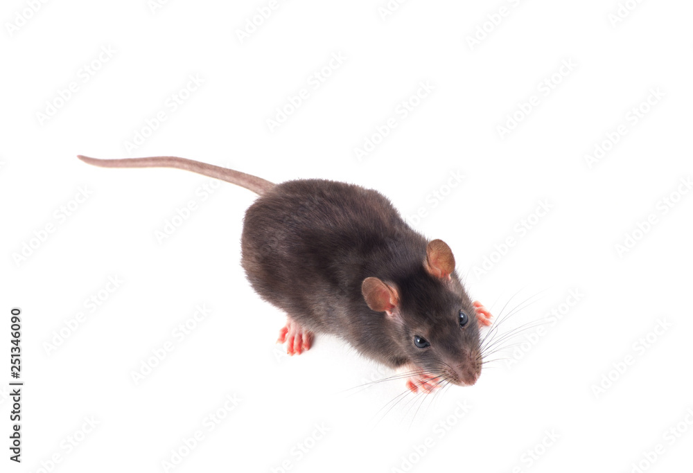 Rat close-up isolated on white background