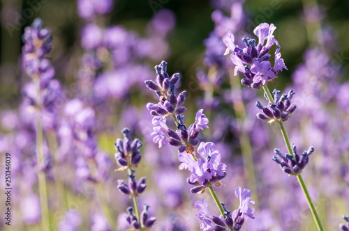 Fototapeta Naklejka Na Ścianę i Meble -  Lavender angustifolia, lavandula blossom in herb garden in morning sunlight