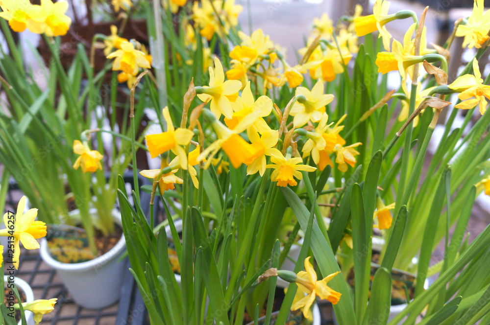 Obraz premium Narcissus yellow flower